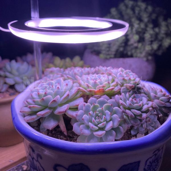 Halo Grow Lights for Indoor Plants (USB Powered) - Image 6